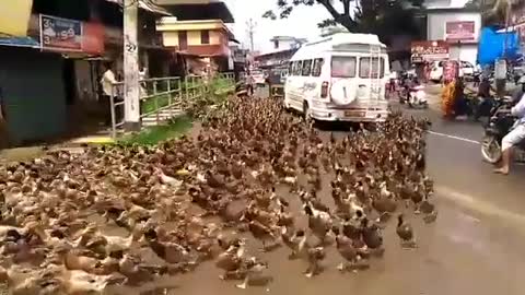 Thousands Of Marching Ducks Brings Traffic To A Halt In Kerala, India