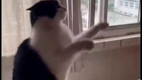 Funniest Cat Video- So Beautiful and funny cat video