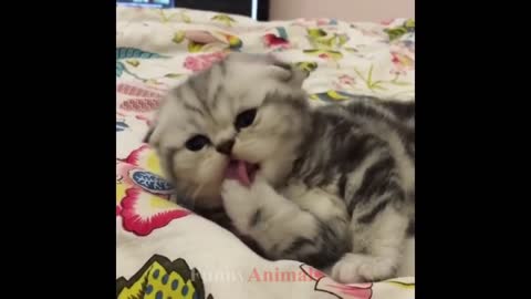 So many cute kittens videos compilation 2018