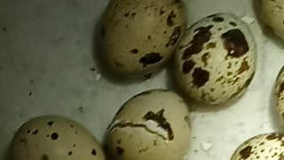 Baby quail hatching