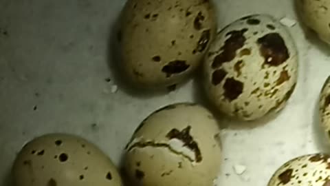 Baby quail hatching