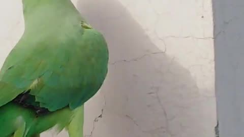 "Funny Parrot Mimics with Natural Sounds!"