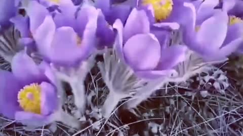 Snowdrops spring