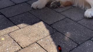 Golden Retriever Meets a Woolly Bear Caterpillar