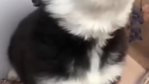 Baby husky howling cute