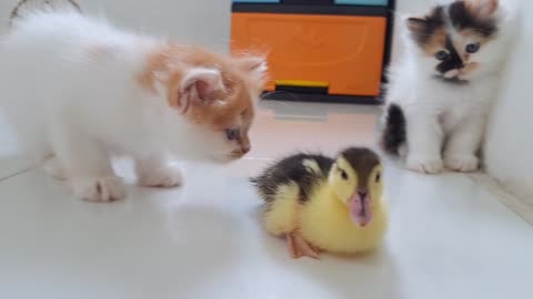 Cat and kittens's reaction to meeting duckling for the first time is too cute