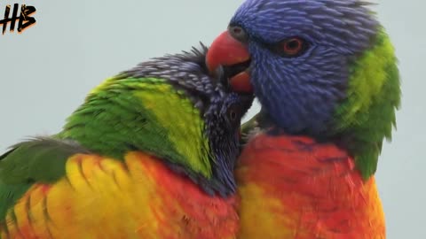 Rainbow lorikeet_ Amazing Birds _ Colorful Nature _ Stunning Nature _ Stress Relief#bird