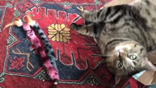 April 8, 2020 - A Dollar Tree Toy Mesmerizes Belle Bells The Cat
