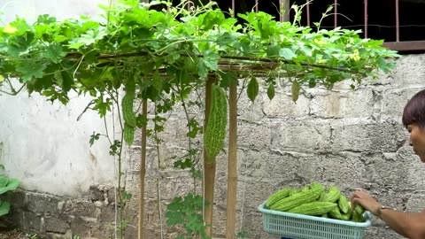 bitter melon in tires for families without gardens