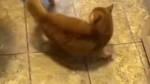 Funny video😂 A hungry cat can do anything😂😂😂Please Follow me, 2023