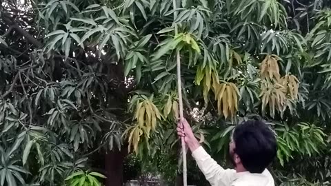 Mango collection from tree