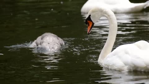 Swans Young Animals Dive Wildlife Water Birds