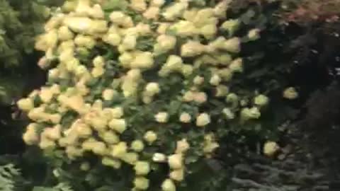 An example of a limelight Hydrangea at Highland Hill Farm near Philadelphia call us 215 651 8329