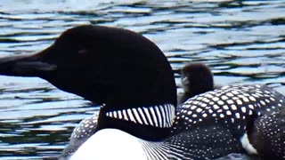 Loon Chick