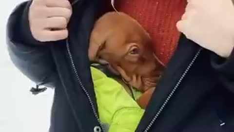 cachorro dormindo dentro da roupa de sua dona