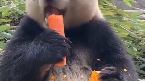 a big panda