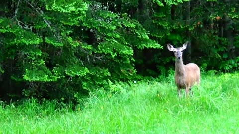 White-tailed deer