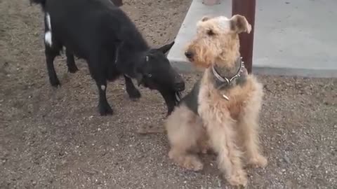 goat and dog