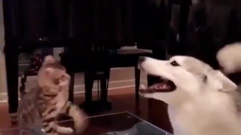 The cat and dog fight