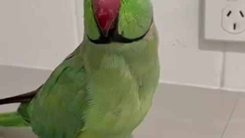 “ parrot kisses “my parrot My scruffy little man