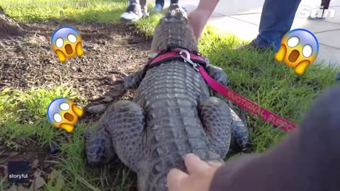 Emotional support ALLIGATOR denied entry to Phillies baseball game