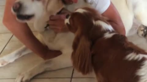 Incredibly jealous puppy demands owner's attention