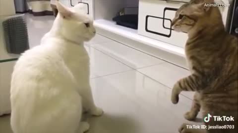 This cats can talk english