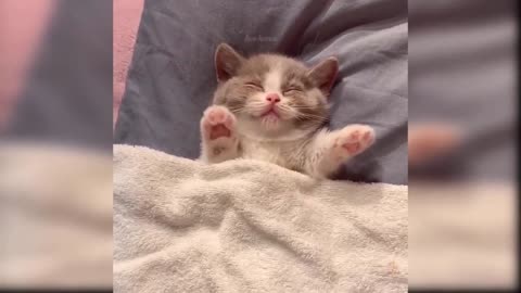Cute Kitten Video for ALL Cat Lovers - Funny Kittens - Don't Miss It