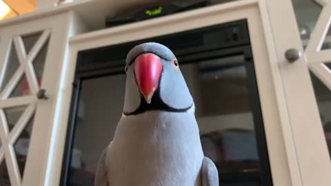 cute parrot says good morning