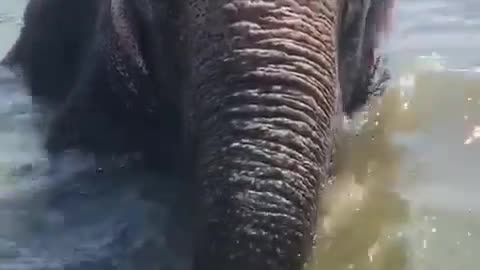 elephant kicks
