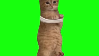 Ginger Cat Waiting | Green Screen