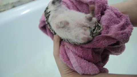 Drying a pet Hedgehog after a bath