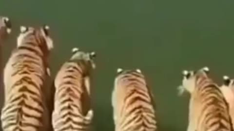 Animal dubbing Funny video