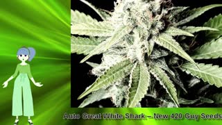 Auto Great White Shark – New 420 Guy Seeds