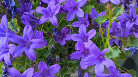 Bellflowers