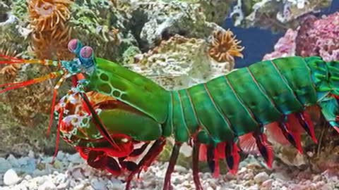 Top 10 wired sea creatures