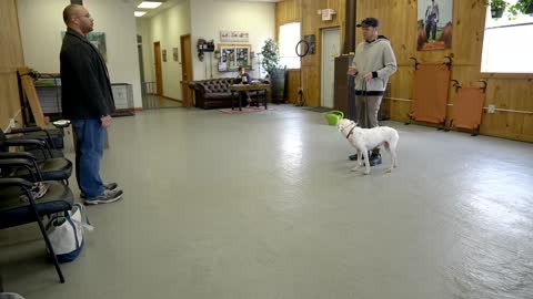 Extremely Reactive Pitbull PLUS Leash Reactive dog training