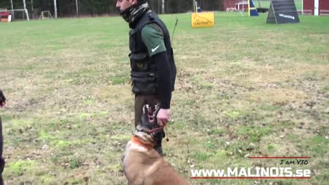 How to train a Belgian Malinois obedience training