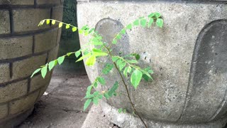 Plants blown by the wind are still strong to face challenges