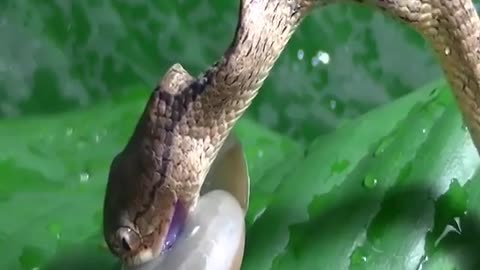 Snake 🐍 attake snail 🐌 and then surprest