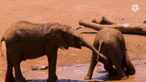 When two Beautiful Elephant Calf Playing😍😍