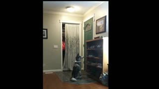 Husky Super Excited For Mom To Get Home!