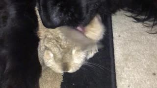 Newfoundland Dog and Bunny are Friends