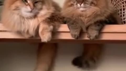 Very😆 funny Dancing Cute Cats 😀😀😀