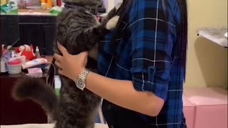 Cat Wants to Be Carried and Give Kisses