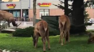 Young Elk in Estes Park Colorado