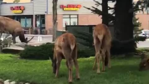 Young Elk in Estes Park Colorado