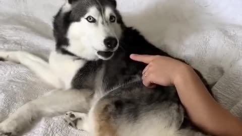 Husky farted then denied it. HAHAHAHA