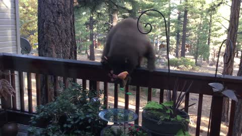 Curious Cubs Visit Backyard