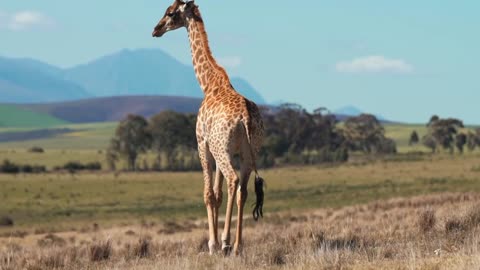 The giraffe is walking